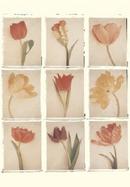Tulips Journal cover