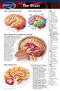 Brain Pocket Chart cover
