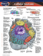Cellular Anatomy Chart - Two Panels cover