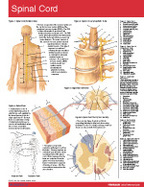 Spinal Cord Chart-Single Panel Chart cover