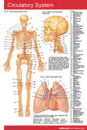 Circulatory Pocket Chart cover