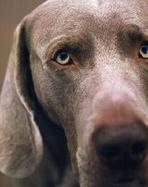 William Wegman Polaroids cover
