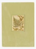 Ferns from the Collection of the New York Botanical Garden 24 Postar Cards & Envelopes cover