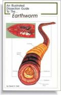 An Illustrated Dissection Guide To The Earthworm cover