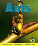 Ants cover