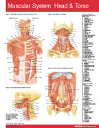 Muscular System Head & Torso Chart-Single Panel Chart cover