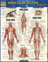 Muscular System Advanced cover