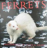 Ferrets cover