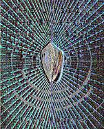 The Lifebox, the Seashell, And the Soul What Gnarly Computation Taught Me About Ultimate Reality, the Meaning of Life, And How to Be Happy cover