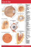 Eye & Ear Pocket Chart cover