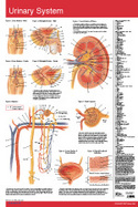 Urinary System Poster Chart cover