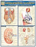 Urogenital System Laminated Reference Guide cover