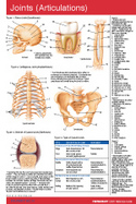 Joints (Articulations) Pocket Chart cover