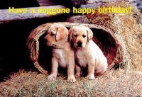 Happy Birthday Puppies Postcard (Package of 25) cover