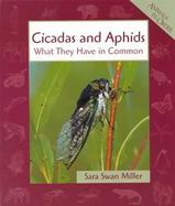 Cicadas and Aphids What They Have in Common cover