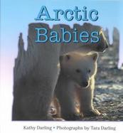 Arctic Babies cover
