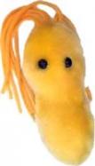 GiantMicrobes-Ulcer cover