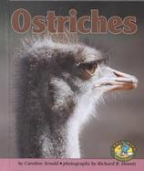 Ostriches cover