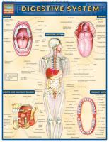 Digestive System Laminated Reference Guide cover