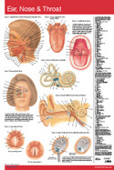 Ear, Nose and Throat Chart-Single Panel Chart cover