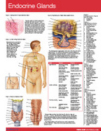 Endocrine Glands Chart-Single Panel Chart cover