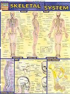 Skeletal System Laminated Reference Guide cover
