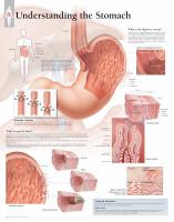 Understanding Stomach Chart cover
