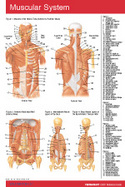 Muscular System Pocket Chart cover