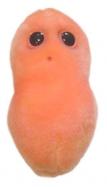GiantMicrobes-Pimple cover