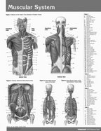 Muscular System Chart-Single Panel Chart cover