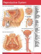 Reproductive System Pocket Chart cover
