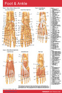 Foot & Ankle Chart-Single Panel Chart cover