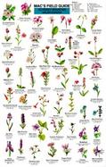 Mac's Field Guide to Rocky Mountain Wildflowers cover