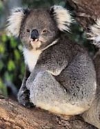 Encyclopedia of the Animal World cover