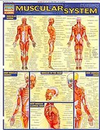 Muscular System Laminated Reference Guide cover