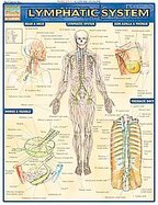 Lymphatic System  Laminated Reference Guide cover