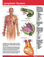 Lymphatic System Chart-Single Panel Chart cover