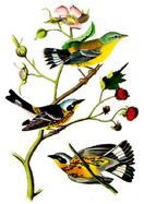 Audubon Bird Notebook cover