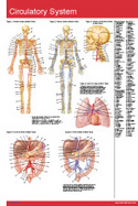 Nervous System / Circulatory Poster Chart cover