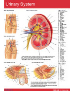 Urinary System Chart-Single Panel Chart cover