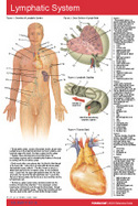 Lymphatic System Pocket Chart cover