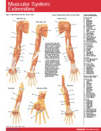 Muscular System Extremities Chart-Single Panel Chart cover