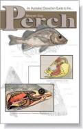 An Illustrated Dissection Guide To The Mexican Gray Perch cover