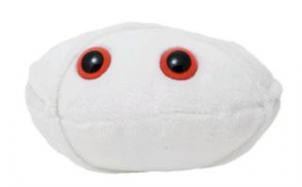 GiantMicrobes-Anthrax cover