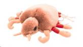 GiantMicrobes Crab Louse cover